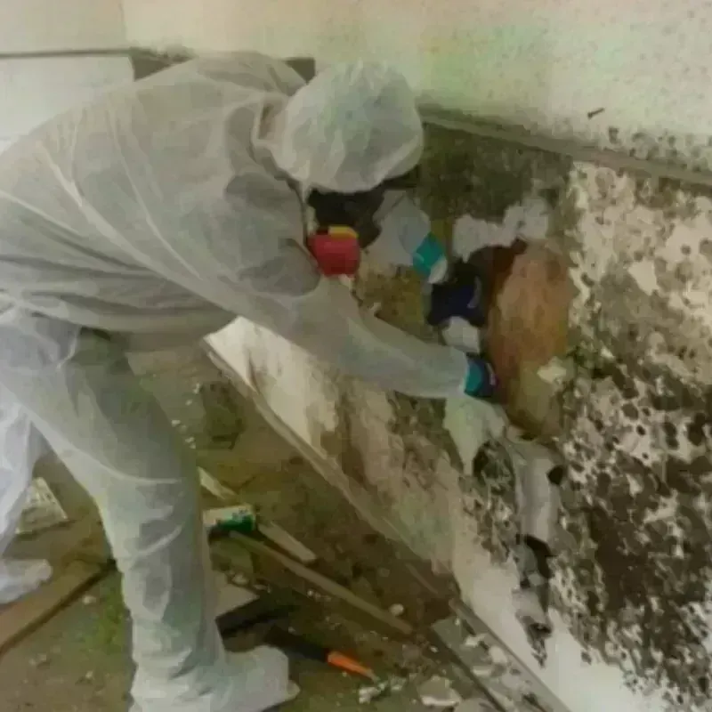 Mold Remediation and Removal in Erie County, NY